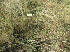 Papaver nudicaule