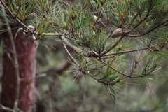 Pinus densiflora