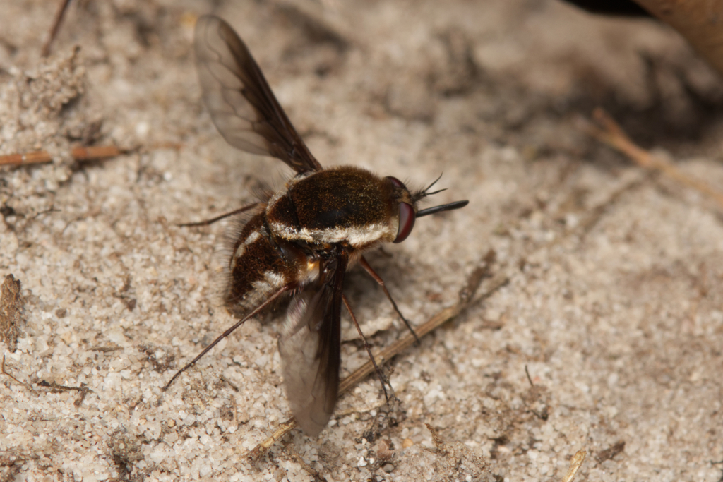 Staurostichus aureolatus from Tuan Forest QLD 4650, Australia on