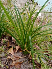 Sparganium erectum