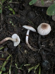 Lepiota lilacea