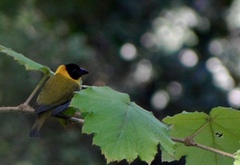 Ploceus nelicourvi
