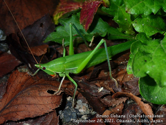Euconocephalus varius