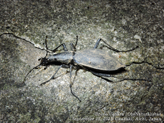 Carabus blaptoides