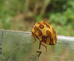 Sphaerocoris testudogrisea