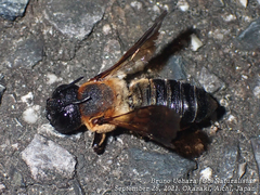 Megachile sculpturalis
