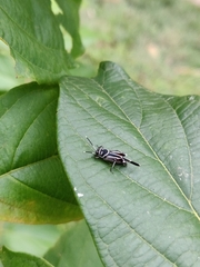 Ripipteryx rivularia