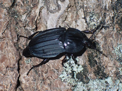 Eusilpha japonica