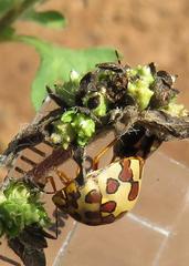 Sphaerocoris testudogrisea