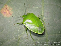 Glaucias subpunctatus