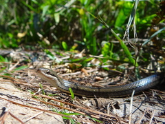 Six-Lined Water Snake photo 2