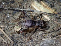Velarifictorus micado