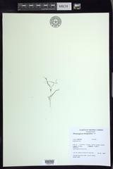 Potamogeton bicupulatus