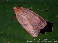 Sineugraphe oceanica