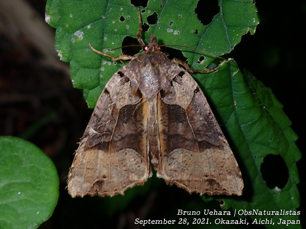 Orthogonia sera