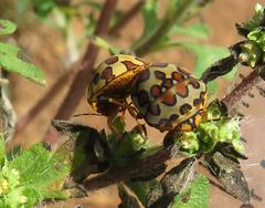 Sphaerocoris testudogrisea