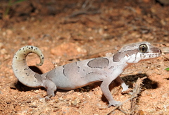 Cyrtodactylus speciosus