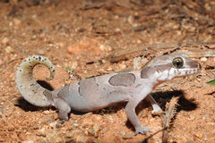 Cyrtodactylus speciosus