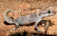 Cyrtodactylus speciosus