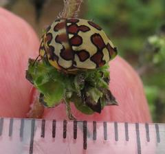Sphaerocoris testudogrisea