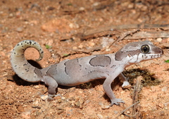 Cyrtodactylus speciosus