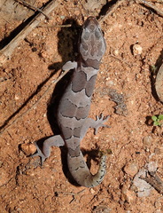 Cyrtodactylus speciosus