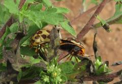 Sphaerocoris testudogrisea