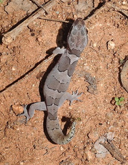Cyrtodactylus speciosus