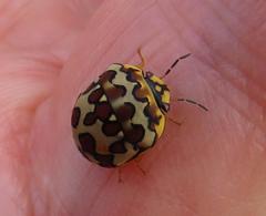 Sphaerocoris testudogrisea