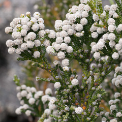 Brunia microphylla