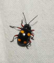 Eumorphus quadriguttatus pulchripes