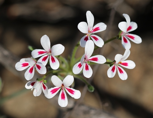Pelargonium pulchellum 2