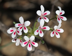 Pelargonium pulchellum