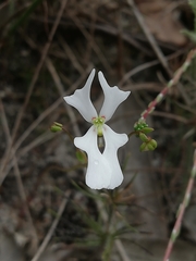 Stylidium androsaceum