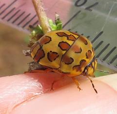 Sphaerocoris testudogrisea