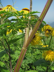 Selinum alatum