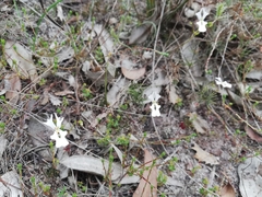 Stylidium androsaceum