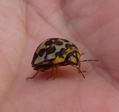 Sphaerocoris testudogrisea