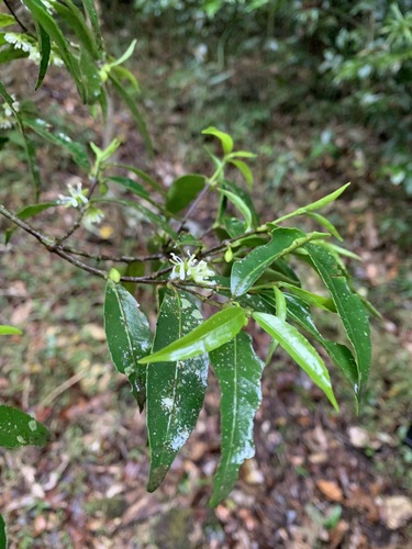 Cassipourea malosana image