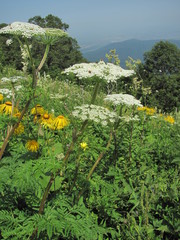 Selinum alatum