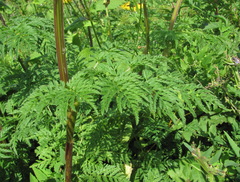 Selinum alatum