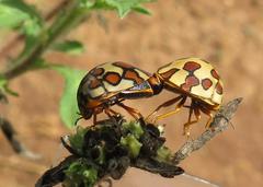 Sphaerocoris testudogrisea