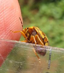 Sphaerocoris testudogrisea