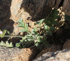 Pelargonium pulchellum