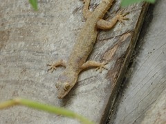 Hemidactylus platycephalus