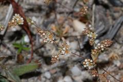 Adenogramma glomerata