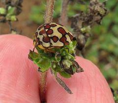 Sphaerocoris testudogrisea