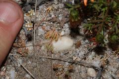 Adenogramma glomerata