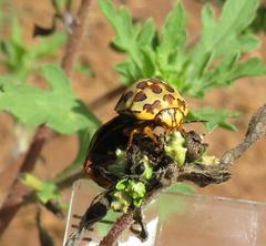 Sphaerocoris testudogrisea