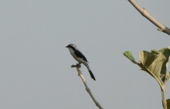 Lanius excubitoroides